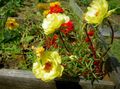 Foto Sonnenpflanze, Portulaca Stieg Moos Gartenblumen wächst und Merkmale