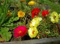 Photo Sun Plant, Portulaca, Rose Moss Garden Flowers growing and characteristics