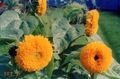 Foto Sonnenblume  wächst und Merkmale
