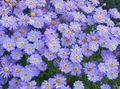 Photo Swan River daisy Garden Flowers growing and characteristics