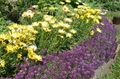 Photo Sweet Alyssum, Sweet Alison, Seaside Lobularia Garden Flowers growing and characteristics