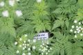 Photo Sweet cicely Garden Flowers growing and characteristics