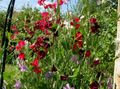 Photo Sweet Pea Garden Flowers growing and characteristics