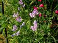 Photo Sweet Pea Garden Flowers growing and characteristics