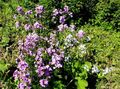 Foto Süß Rakete Rockets Freifrau Gartenblumen wächst und Merkmale