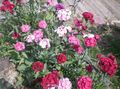 Photo Sweet William Garden Flowers growing and characteristics