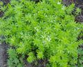 Photo Sweet Woodruff, Our Lady's Lace, Sweetscented Bedstraw Garden Flowers growing and characteristics