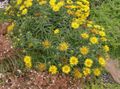 Foto Swordleaf Inula, Schlanke Laub Elecampagne, Alant, Spitzweg Inula Gartenblumen wächst und Merkmale