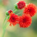 červená Strapec Kvetina, Flora Štetec, Emilia coccinea, Emilia javanica, Cacalia coccinea vlastnosti, fotografie