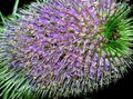 Photo Teasel Garden Flowers growing and characteristics