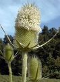 Photo Teasel Garden Flowers growing and characteristics