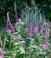 Photo Teucrium Garden Flowers growing and characteristics
