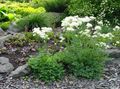 Foto Thalictrum Petaloideum Gartenblumen wächst und Merkmale