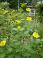 Photo Thin-leaved Sunflower  growing and characteristics