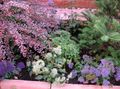 Foto Throatwort Gartenblumen wächst und Merkmale