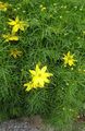 Photo Tickseed Garden Flowers growing and characteristics