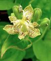 Photo Toad Lily Garden Flowers growing and characteristics