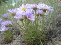Photo Townsendia, Easter Daisy Garden Flowers growing and characteristics