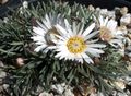 Photo Townsendia, Easter Daisy Garden Flowers growing and characteristics