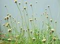 Foto Tridax Gartenblumen wächst und Merkmale