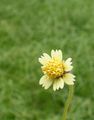 weiß Gartenblumen Tridax Merkmale, Foto