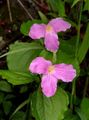 Photo Trillium, Wakerobin, Tri Flower, Birthroot  growing and characteristics