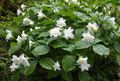 білий Садові Квіти Трілліум, Trillium характеристика, Фото