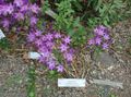 Foto Triteleia, Gras Mutter, Ithuriel Speer, Wally Warenkorb Gartenblumen wächst und Merkmale