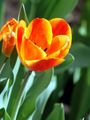 Foto Tulpe Gartenblumen wächst und Merkmale