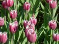 Photo Tulip Garden Flowers growing and characteristics