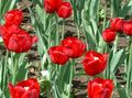 rot Gartenblumen Tulpe, Tulipa Merkmale, Foto