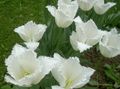 Photo Tulip Garden Flowers growing and characteristics