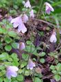 Photo Twinflower  growing and characteristics