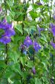 blue Garden Flowers Twining Snapdragon, Creeping Gloxinia, Asarina characteristics, Photo