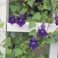 purple Garden Flowers Twining Snapdragon, Creeping Gloxinia, Asarina characteristics, Photo