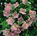 pink Garden Flowers Twining Snapdragon, Creeping Gloxinia, Asarina characteristics, Photo