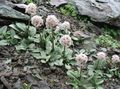 Foto Valeriana Petrophila Gartenblumen wächst und Merkmale