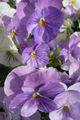 Photo Viola, Pansy Garden Flowers growing and characteristics