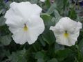 Foto Viola, Stiefmütterchen Gartenblumen wächst und Merkmale