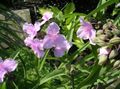 Photo Virginia Spiderwort, Lady's Tears Garden Flowers growing and characteristics