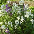 Foto Mauerblümchen, Cheiranthus Gartenblumen wächst und Merkmale