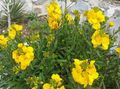 Photo Wallflower, Cheiranthus  growing and characteristics