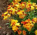 Photo Wallflower, Cheiranthus  growing and characteristics