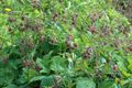 Photo Water Avens, Bog Avens, Cure All Garden Flowers growing and characteristics
