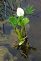 Photo Water Calla Garden Flowers growing and characteristics
