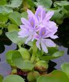 Photo Water hyacinth Garden Flowers growing and characteristics