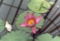 Foto Seerose Gartenblumen wächst und Merkmale