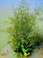 Foto Wasserbanane Gartenblumen wächst und Merkmale