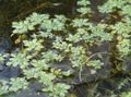 Photo Water Primrose, Marsh Purslane, Marsh Seedbox Garden Flowers growing and characteristics