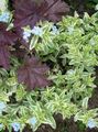 Photo Water Primrose, Marsh Purslane, Marsh Seedbox Garden Flowers growing and characteristics